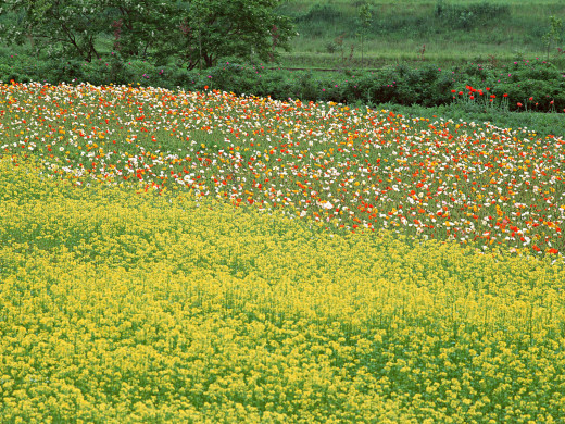 38218 (a): :1600x1200